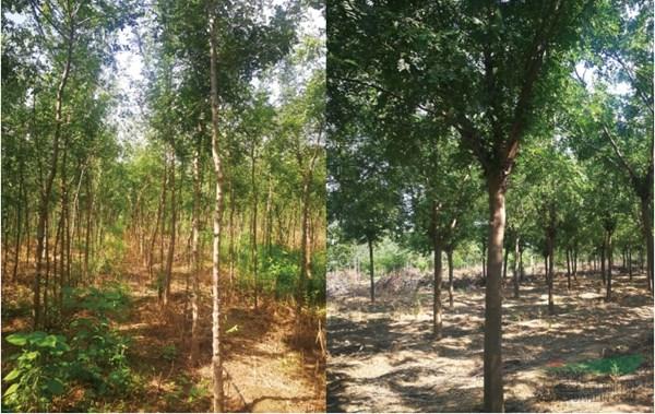 14:36 山东淄博凯创园林是临淄区著名的苗木种植单位,专业培育皂角树